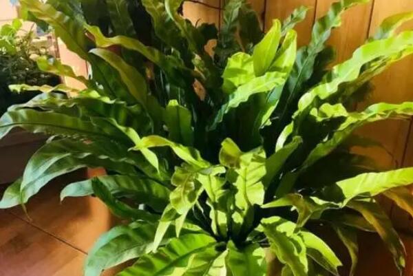 最耐阴的十种室内植物：文竹上榜，紫露兰霸占榜首