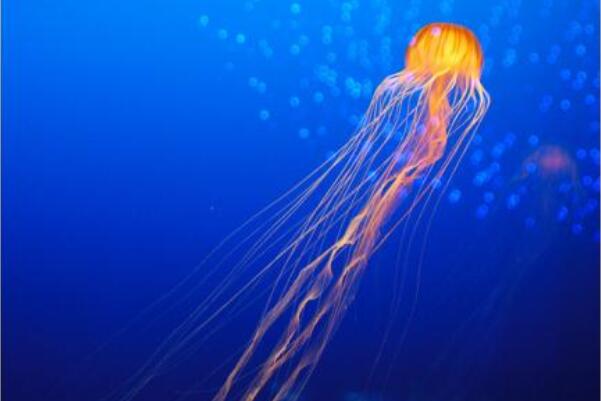 海洋中最毒的十大动物：箱水母、蓝环章鱼双双入榜