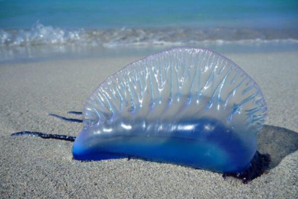 海洋中最毒的十大动物：箱水母、蓝环章鱼双双入榜