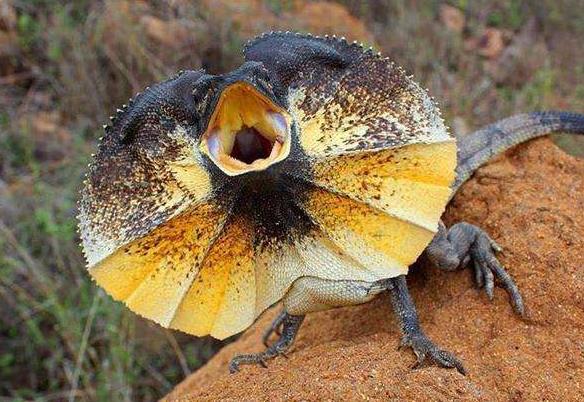 世界上最奇特的蜥蜴，伞蜥颈部长有伞状领圈
