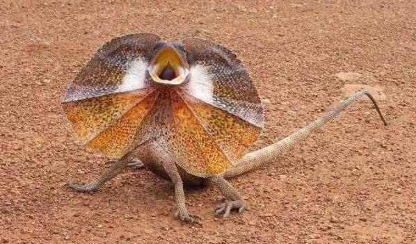 世界上最奇特的蜥蜴，伞蜥颈部长有伞状领圈