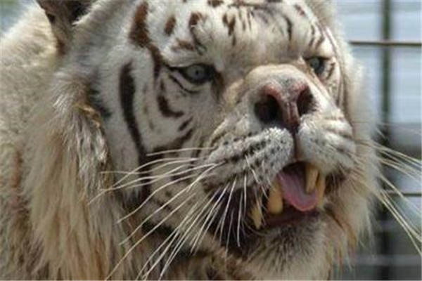 世界上最丑的老虎：近亲繁殖，寿命仅有10岁