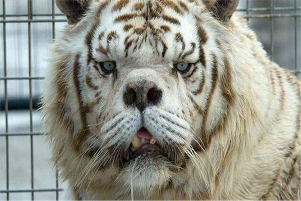 世界上最丑的老虎：近亲繁殖，寿命仅有10岁