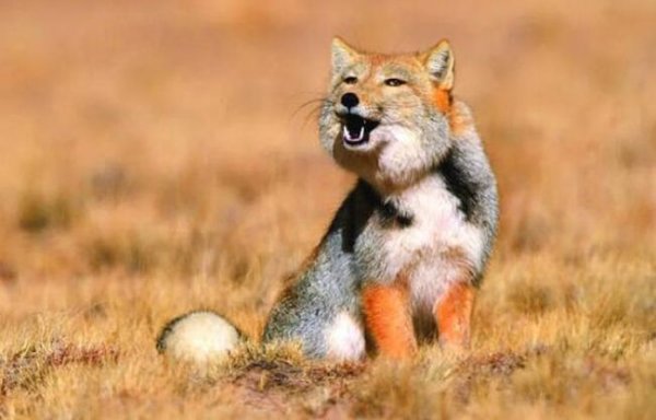 世界上最丑的狐狸：藏狐智商低下，长相奇葩逗比