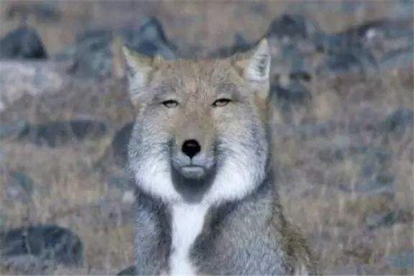 世界上最丑的狐狸：藏狐智商低下，长相奇葩逗比