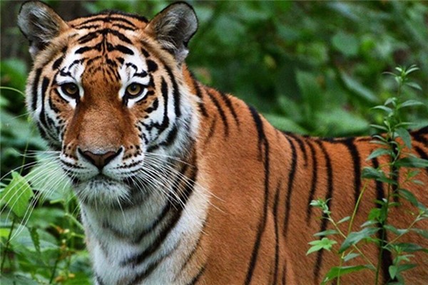 世界上最凶残的动物：当属“百兽之王”老虎