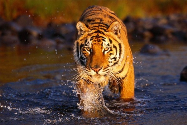 世界上最凶残的动物：当属“百兽之王”老虎