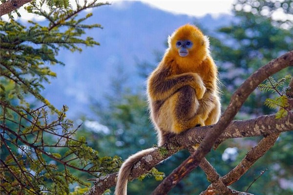 世界上最奇特的生物：金丝猴全身金色毛发