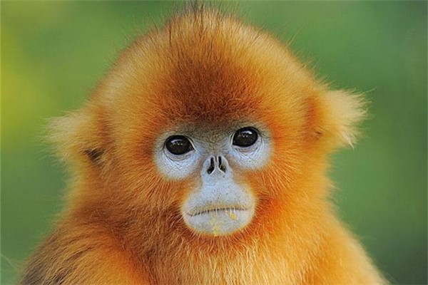 世界上最奇特的生物：金丝猴全身金色毛发