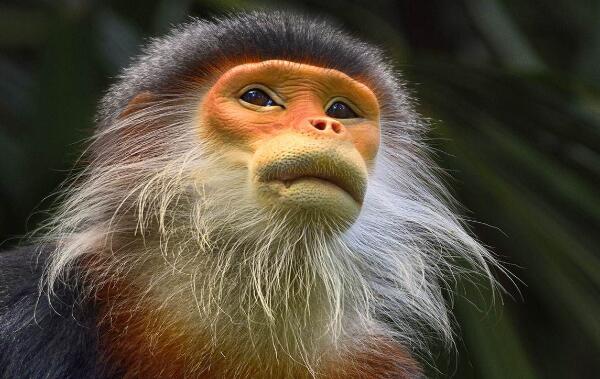 世界上最奇特的猴子：白臀叶猴堪称亚洲美猴王