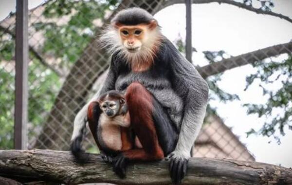 世界上最奇特的猴子：白臀叶猴堪称亚洲美猴王