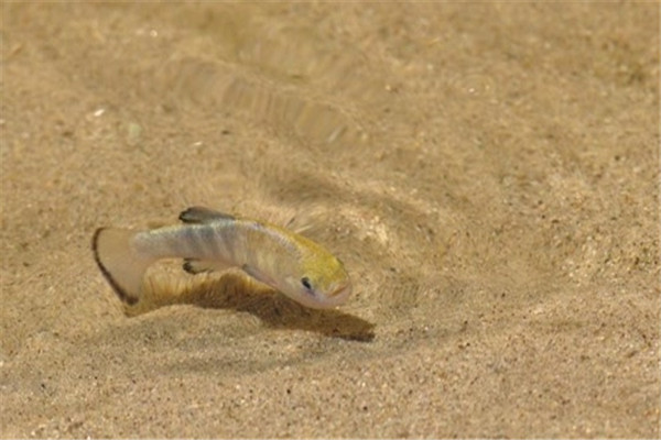 世界上最奇特的鱼：沙漠鱼全球仅38条