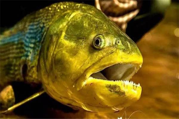 牙齿非常锋利的一种鱼：黄金河虎非常凶猛