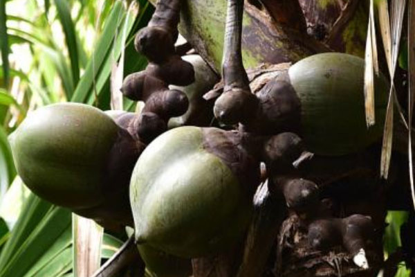世界上最富神秘色彩的果实：海椰子被称为爱情之果