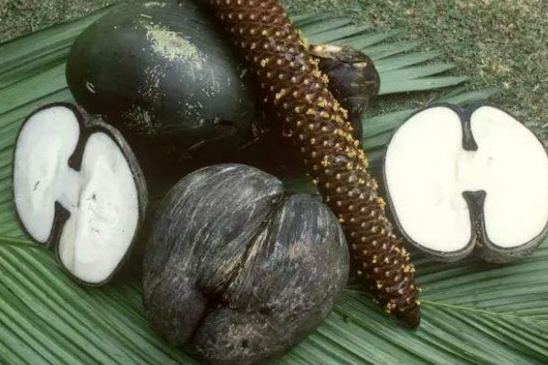 世界上最富神秘色彩的果实：海椰子被称为爱情之果