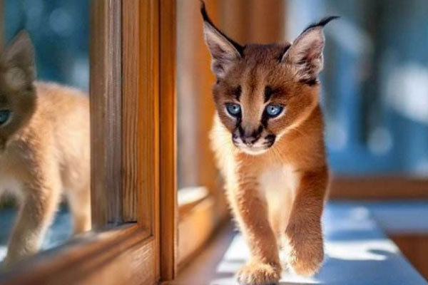 最重且速度最快的小型猫科：狞猫体重是普通猫的3倍