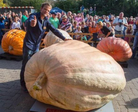 世界上最大最重的南瓜，重达953公斤如汽车一般大