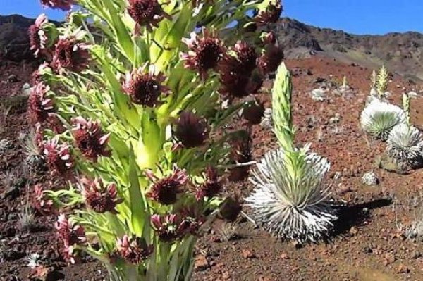 世界上最神奇的植物，夏威夷银剑菊每90年才开一次花