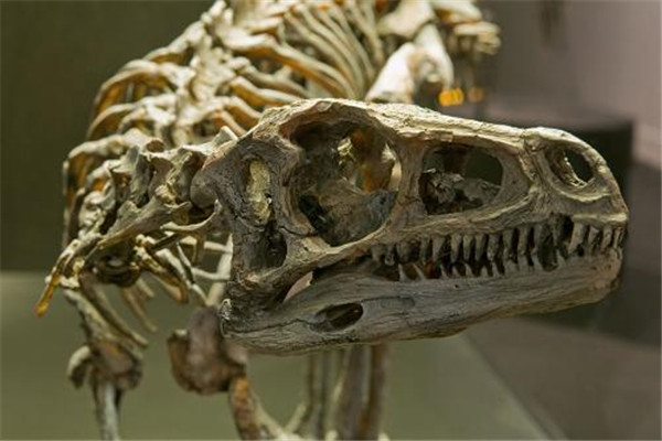 世界上最古老的恐龙：始盗龙十分聪明，极具攻击性
