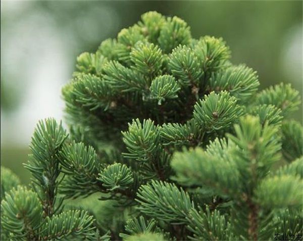 世界上寿命最长的植物：挪威古云杉9550岁