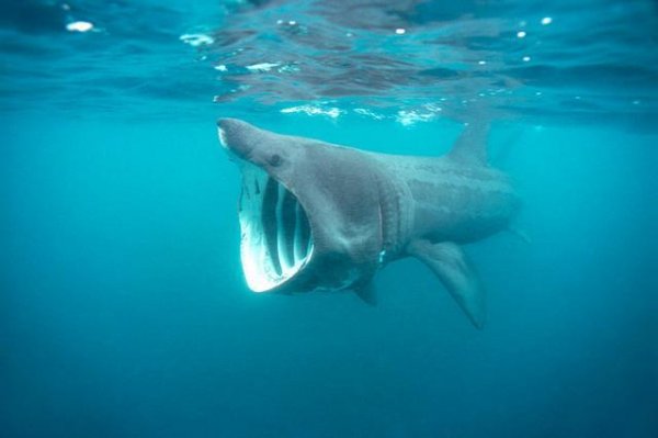 世界上最另类的鲨鱼：巨口鲨只吃小鱼小虾