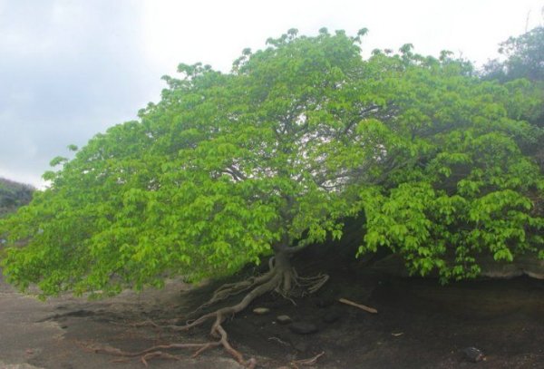 世界上最霸道的树：毒番石榴树汁液含有剧毒