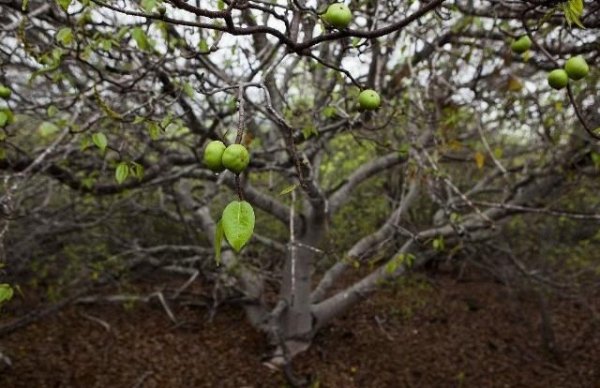 世界上最霸道的树：毒番石榴树汁液含有剧毒