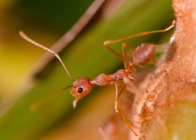 世界上让人毛骨悚然的两种蚂蚁：蝎子、蛇都不是行军蚁的对手