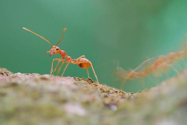 世界上让人毛骨悚然的两种蚂蚁：蝎子、蛇都不是行军蚁的对手
