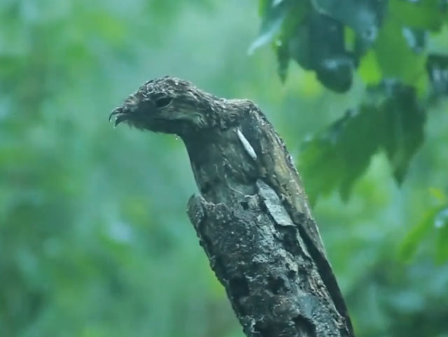 自然界最会伪装的鸟：林鸱鸟一辈子伪装成树