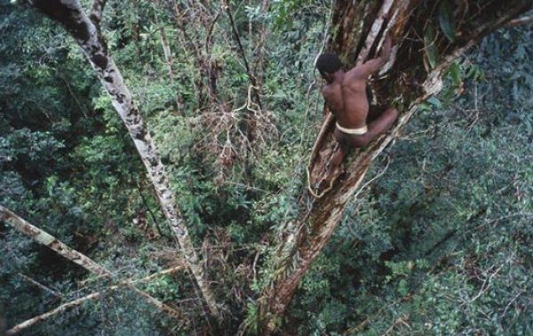 世界“最神秘”的部落：科罗威人居住在树上，以狩猎为生