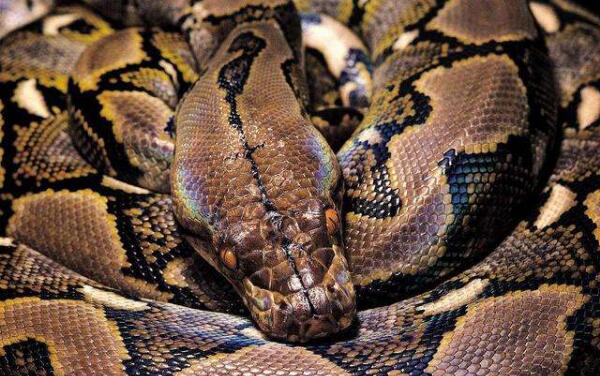 世界上最大的圈养蛇：7.62米蟒蛇美杜莎