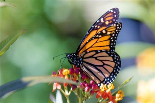 世界上最神秘的蝴蝶：紫色帝王蝶颜色稀有特美丽