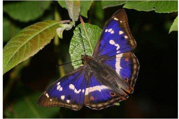 世界上最神秘的蝴蝶：紫色帝王蝶颜色稀有特美丽