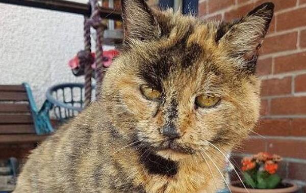 世界上年龄最大的猫：花斑家猫活了34岁
