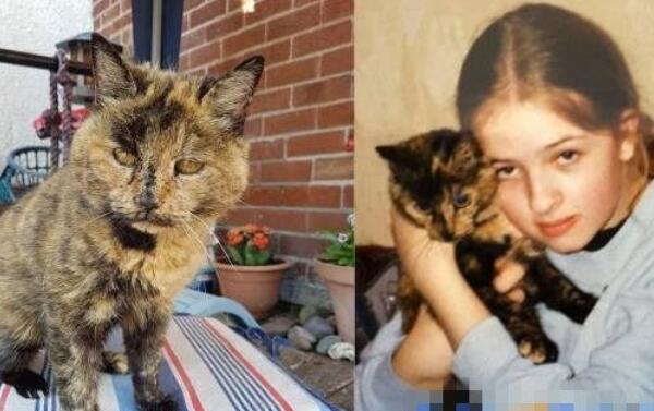 世界上年龄最大的猫：花斑家猫活了34岁