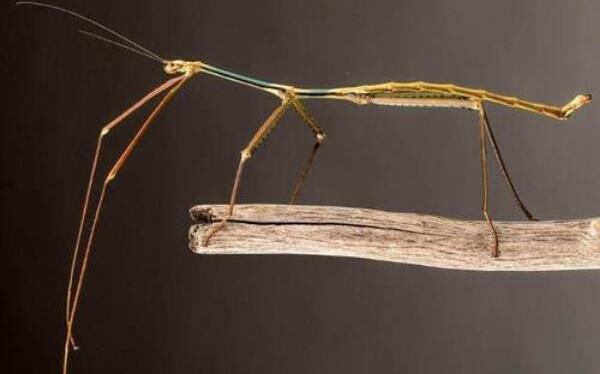 世界上最长的昆虫：竹节虫长约62.4厘米
