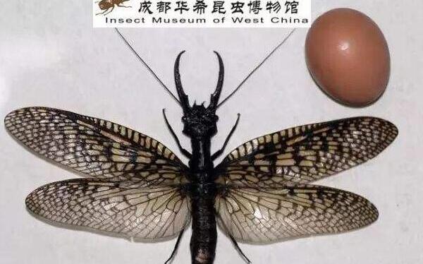世界上最长的昆虫：竹节虫长约62.4厘米