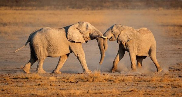 世界上最大的非洲公象，安哥拉公象重达13吨