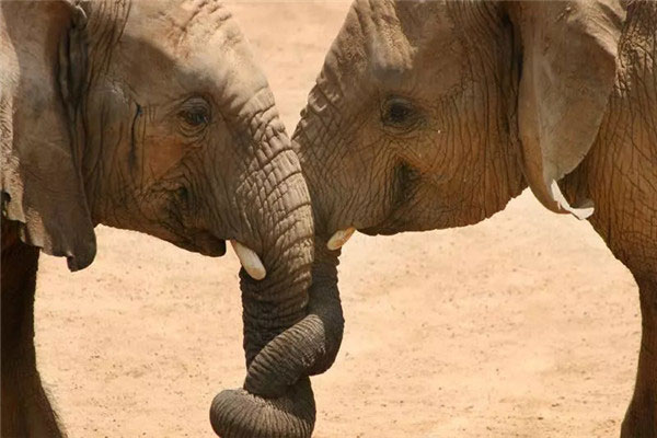 世界上最大的非洲公象，安哥拉公象重达13吨