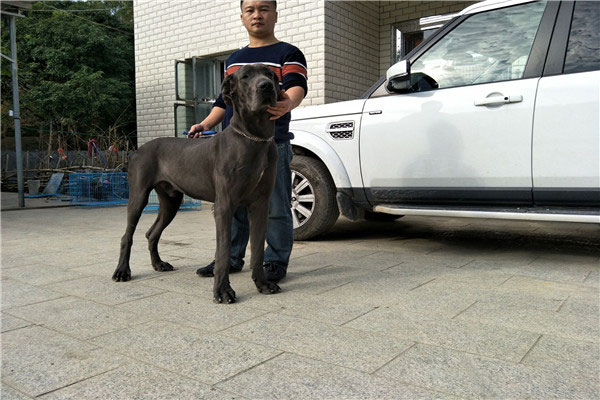 世界上最大的狗：大丹犬身高达70多厘米