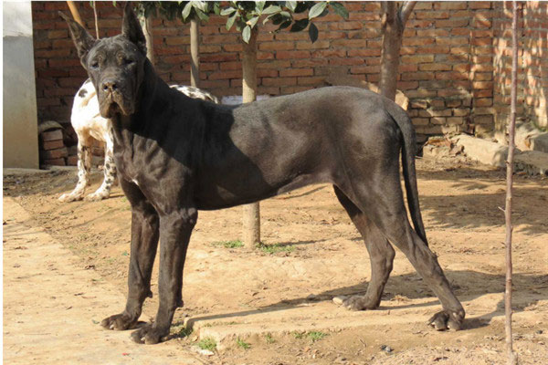 世界上最大的狗：大丹犬身高达70多厘米