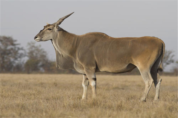 世界上最大的羊类，大羚羊身高可达172厘米