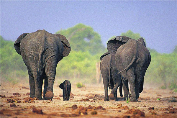 世界上最高的大象有多高：高度达4米