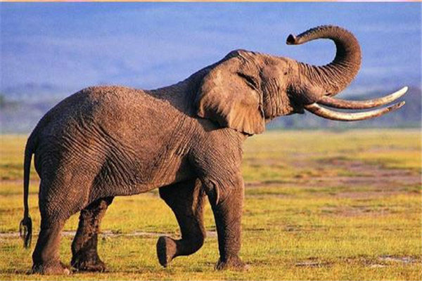 世界上最高的大象有多高：高度达4米