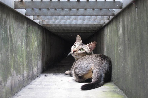 世界上体型最小的猫：新加坡猫体重在1.8-3.6kg之间