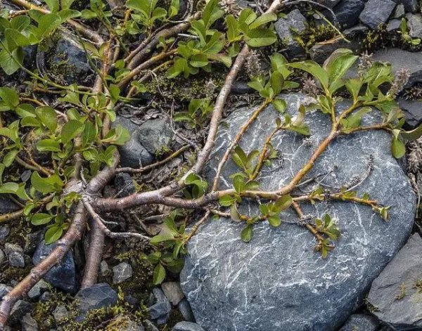 世界上最矮的植物：矮柳高度不超过5厘米