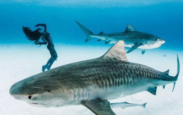 世界上最大的虎鲨：体长7.4米，体重1524公斤
