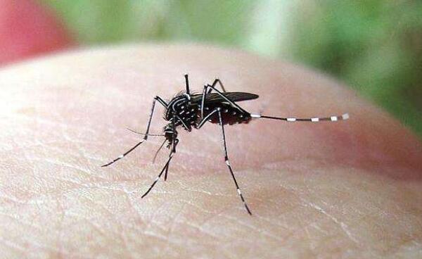 世界上最恐怖的虫类：茸毒蛾上榜，蚊子夺得冠军