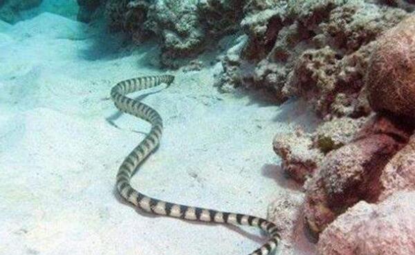 世界上最毒的生物：贝尔彻海蛇是最毒的蛇